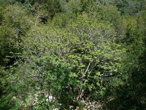 Acer macrophyllum Plant